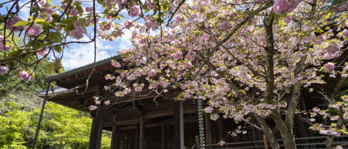 妙本寺の八重桜